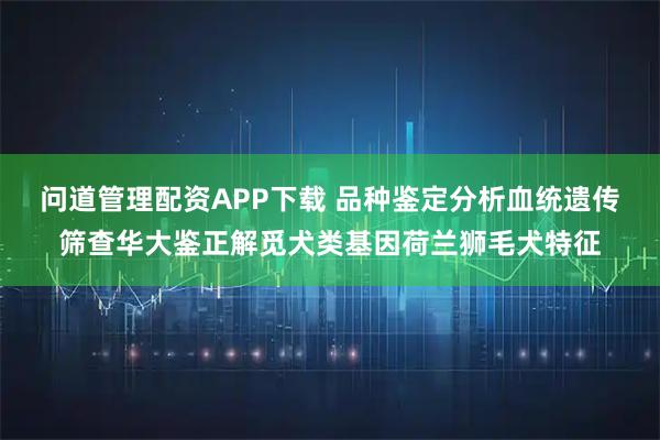 问道管理配资APP下载 品种鉴定分析血统遗传筛查华大鉴正解觅犬类基因荷兰狮毛犬特征